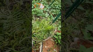 attractive Pteris Vittata or Chinese ladder brake fern plant S076 shorts youtubeshorts garden [upl. by Aniratak]