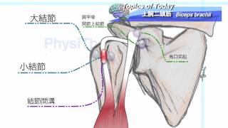 【解剖学】上腕二頭筋 Biceps Brachii：理学療法士による身体活動研究 [upl. by Alyk]