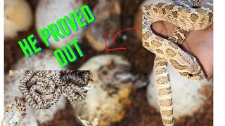 HOGNOSE SNAKE EGGS PIPPIN LIKE SCOTTY [upl. by Evita70]