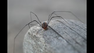 These 15 Fascinating Facts About Daddy Longlegs Will Leave Your Skin Crawling [upl. by Meir610]