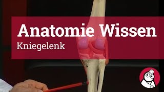 AnatomieWissen Kniegelenk [upl. by Anaele939]