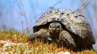 Средиземноморская черепаха Testudo graeca  Spurthighed tortoise  Film Studio Aves [upl. by Nhtanhoj112]