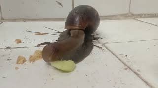 snail eating cucumber4x snail snails 🐌🐌🐌 [upl. by Aneert]