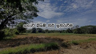 Kiri Ithiraweema කිරි ඉතිරවීම [upl. by Ahsyekal]