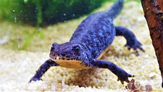 Alpine Newt Setup a Tank for Aquatic Newts [upl. by Atiuqel]