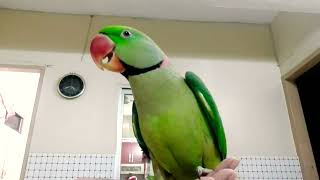 Handsome Alexandrine Parrot  Talking Parrot [upl. by Aihsar]