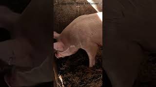 CRAZY Sound of PIGS 🐷😁 FUNNY Animal Video  Walking Family [upl. by Corrie]