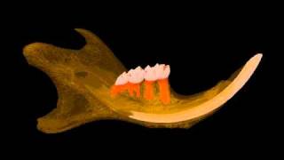 Mouse mandible jaw microCT SkyScan [upl. by Arag490]