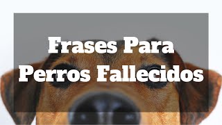 Frases Para Perros Fallecidos [upl. by Danielson]