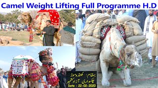 Camel Weight Lifting 2020 Full Programme Video [upl. by Enimsaj]