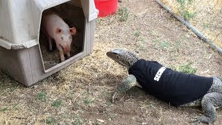 Lizard enters Pig Pen  Eats Pig [upl. by Spain]