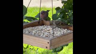 Nuthatch House Finch Pine Siskin [upl. by Charin]