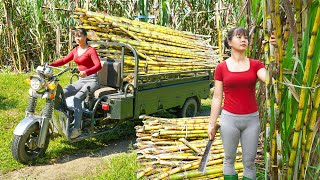 Harvesting Many Sugarcane Goes To Sell To Villagers  Farm Life  Tiểu Vân Daily Life [upl. by Eahsal61]