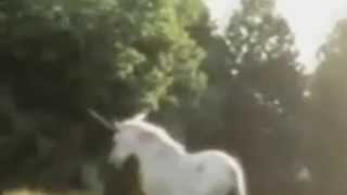 Real Unicorn Caught on Tape [upl. by Acinet253]