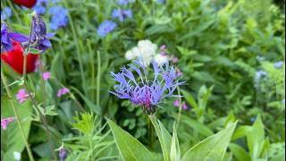 How to Grow amp Care For Mountain Cornflower Centaurea montana  Perennial Garden [upl. by Syverson]