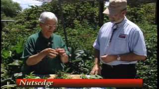 How To Identify Problems With Plants amp Shrubs  Virginia Creeper etc [upl. by Siulesoj]