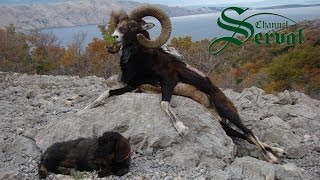 Hunting Mouflon in the Croatian mountains [upl. by Ky471]