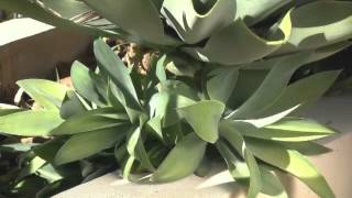 The Garden Gurus  Growing Agaves [upl. by Sisak17]