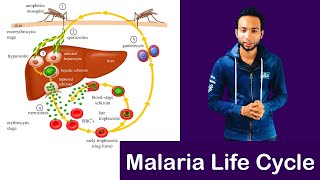 Malaria parasite life cycle  Complete Explain [upl. by Sidell]