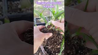 Esto pasa con la Albuca bracteata si se entierra el bulbo [upl. by Jenelle496]