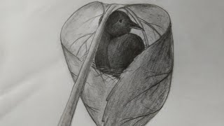 How to draw tailorbird building nest pencil sketch [upl. by Andromada348]