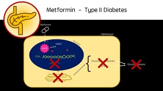 Metformin  Type 2 Diabetes treatment revision video GCSE A Level University biologypharmacology [upl. by Julio]