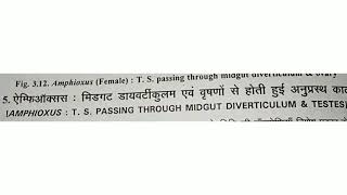 Amphioxus  T S  passing through midgut diverticulum amp Testes [upl. by Lasiaf761]