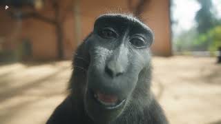 Black Macaque Looking At Camera And Smiling  4K  Music [upl. by Retrak]