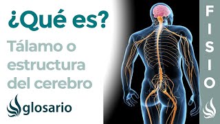 TÁLAMO  Qué es ubicación cómo trabaja función y lesiones [upl. by Valry]