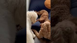 Labradoodles Playtime Fun [upl. by Llebiram]