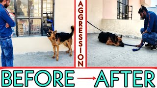 German shepherd Aggression Control Series 1st Day Training Meeting With Aggressive Dog in Hindi [upl. by Karli]