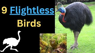 9 Flightless Birds Difference between Ostrich Emu Rhea Cassowary Tips [upl. by Tati]