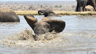 The Whole Elephant Herd Runs to Help Lundi at the Waterhole [upl. by Sehcaep]