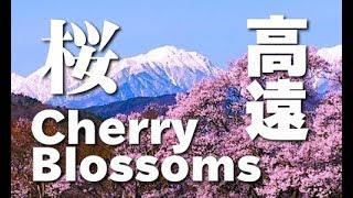 高遠の桜 高遠城址公園 さくら祭り（Sakura Takato Cherry Blossom Festival 日本の桜 花の名所 花見頃 長野観光 JAPAN [upl. by Merrily]