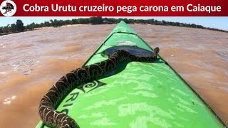 Cobra Urutu cruzeiro pega carona em Caiaque  Biólogo Henrique o Biólogo das Cobras [upl. by Breeze786]