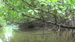 Mangrove trees Rhizophora sp Thailand 20151004114450m2ts [upl. by Pepin]