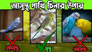 অসুস্থ বাজিগার পাখি চিনার উপায় । কী ভাবে ভুজবেন পাখি অসুস্থ [upl. by Tloc]