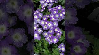 Growing Verbena Tips Empress Flair Blue Charme Verbena plants flowers [upl. by Loris464]