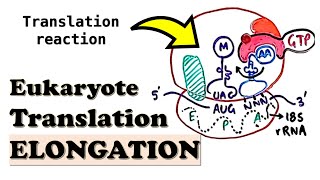 Eukaryotic Translation ELONGATION  How do eEF1A and eEF2 work Role of diphthamide in translation [upl. by Annol]