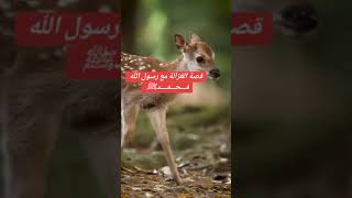 قصة الغزالة مع رسول الله صلى على النبي محمد [upl. by Ylera]