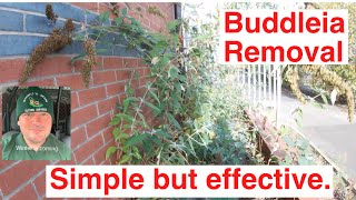 Buddleia Removal Simple But Effective [upl. by Rehpetsirhc864]