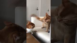 Orange Cattitude adjustments cats catlover catvideos tabbycat orangecat [upl. by Hakeem]