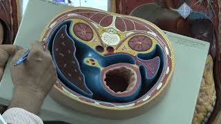 Lesser sac Epiploic foramen Peritoneal spaces amp Hepatorenal Pouch of Morrison [upl. by Vanden791]