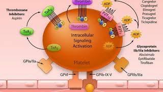 Antiplatelet vs Anticoagulant [upl. by Abelard]