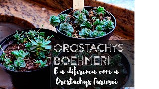 Orostachys boehmeri e a diferença com a furusei [upl. by Bekha]