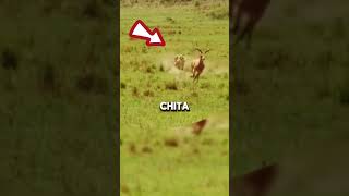 Impresionante VELOCIDAD del CHEETAH 😱⚡animales shorts vidasalvaje [upl. by Aihsyak545]