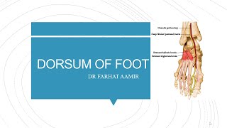 Dorsum of Foot Anatomy [upl. by Emina518]