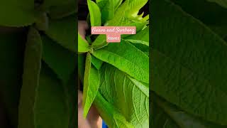 guavaleaves sambong herbal beneficial goodforyourbody [upl. by Mordecai]