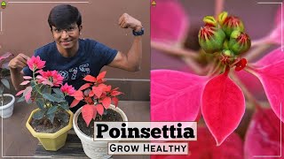 Poinsettia Complete Care  Poinsettia Care in Summer  How to grow healthy [upl. by Ringe]