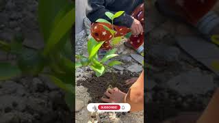 Planting Calamansi Tree  How to plant Philippine Lime  Shorts [upl. by Auvil]